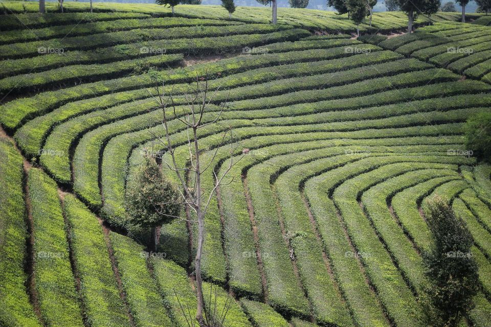 tea plantation