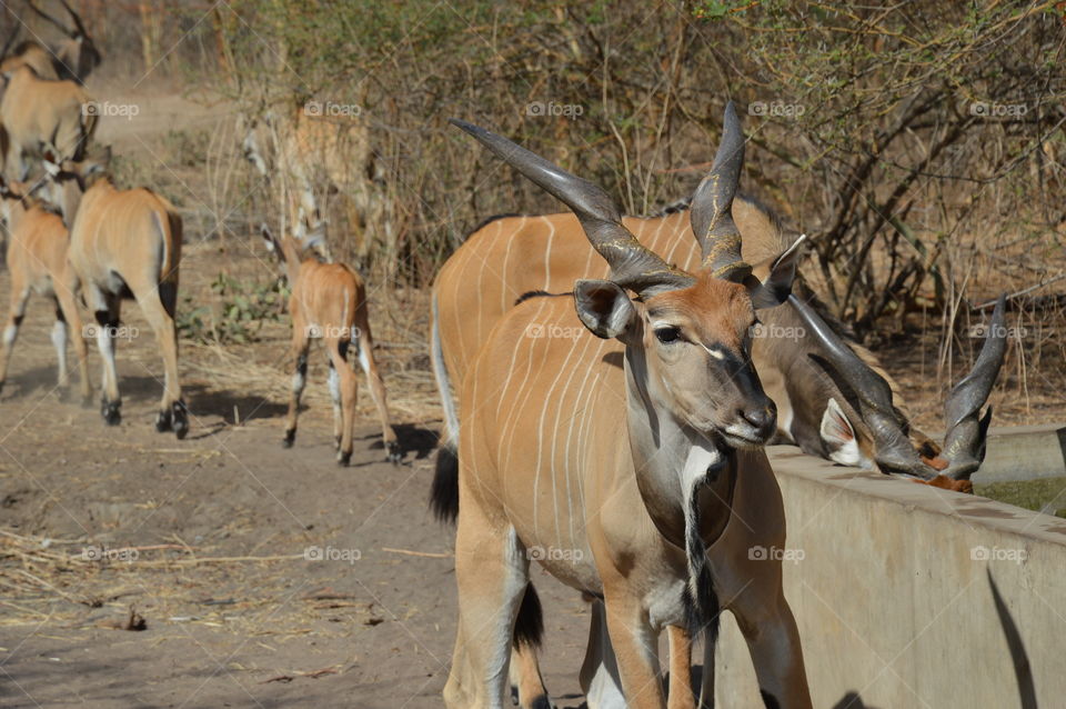 Senegal Safari