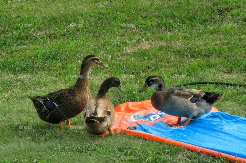 Ducks Playing With Kids Slip and Slide "This is Where The Party's At"