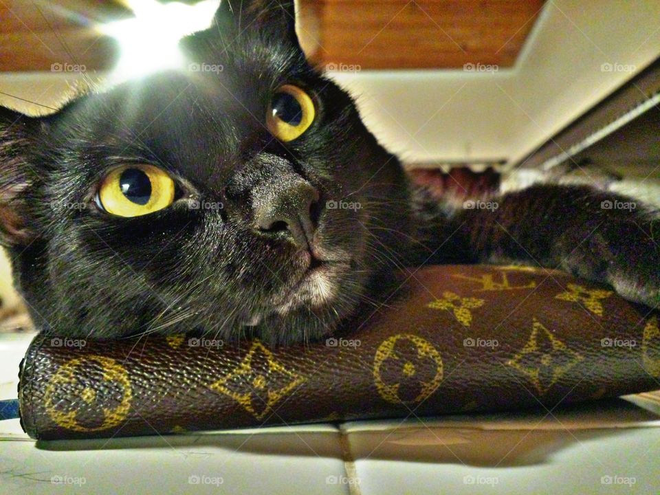 Fancy Cat. Fancy Cat