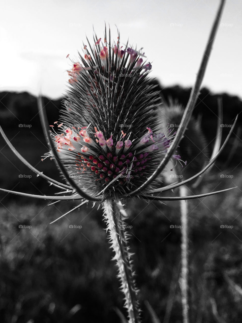 Beautiful till the end