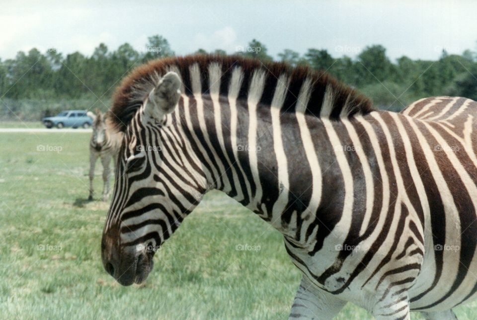 Zebras. Zebras