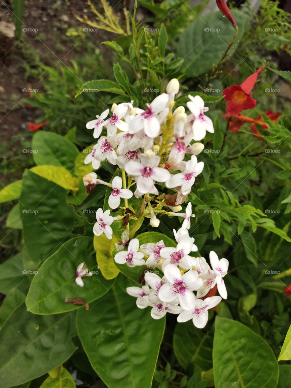 Blossom 
🌼🌼🌼🌼🌼
Grooming Flowers
Beauty of Flora
Nature