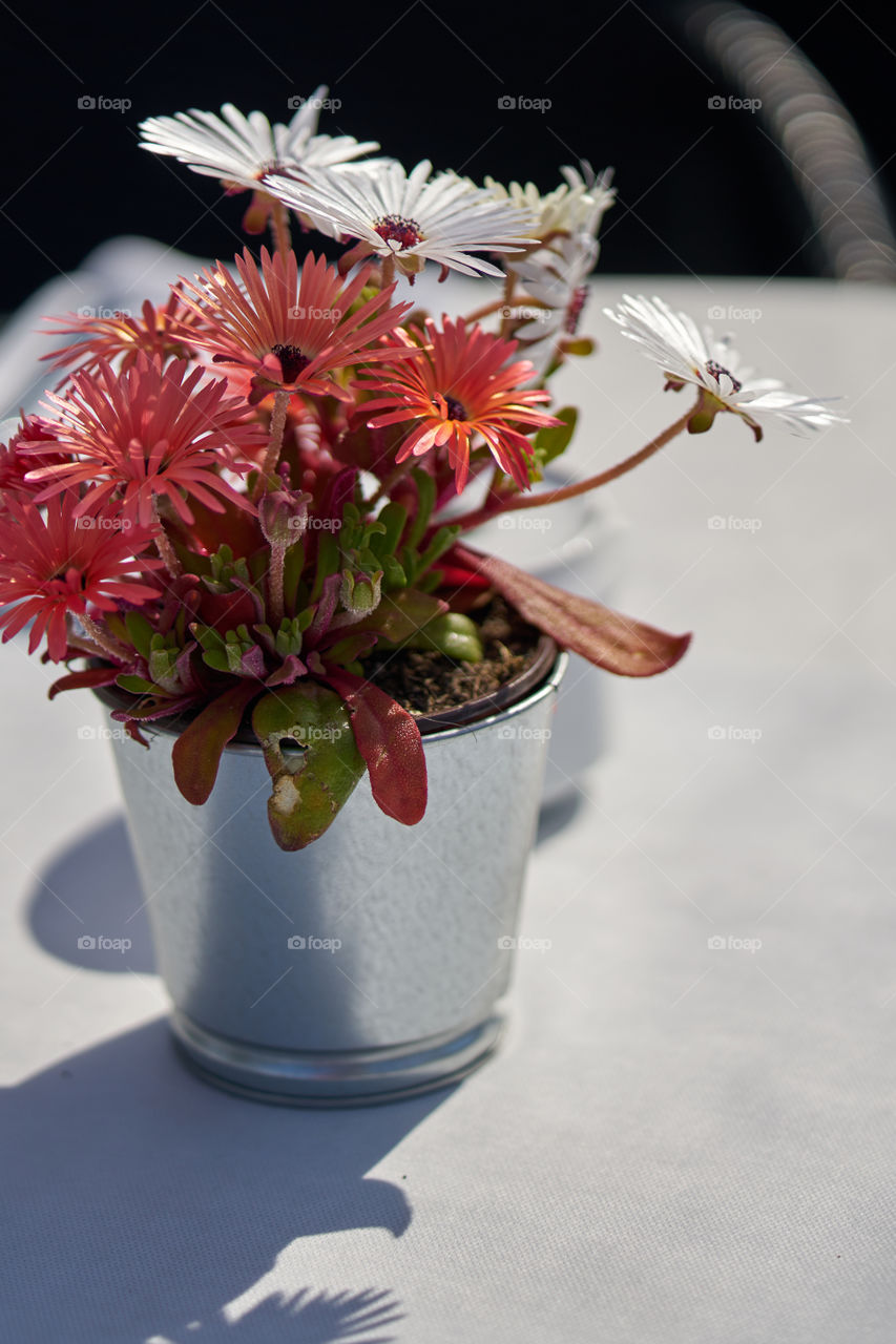 Pink plant in a silver pot