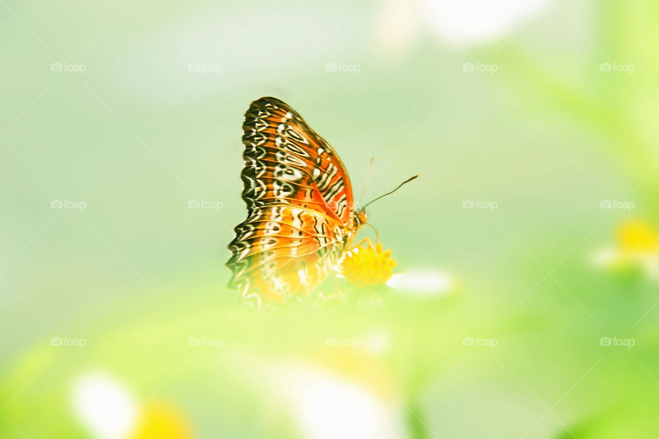 A beautiful life of butterfly