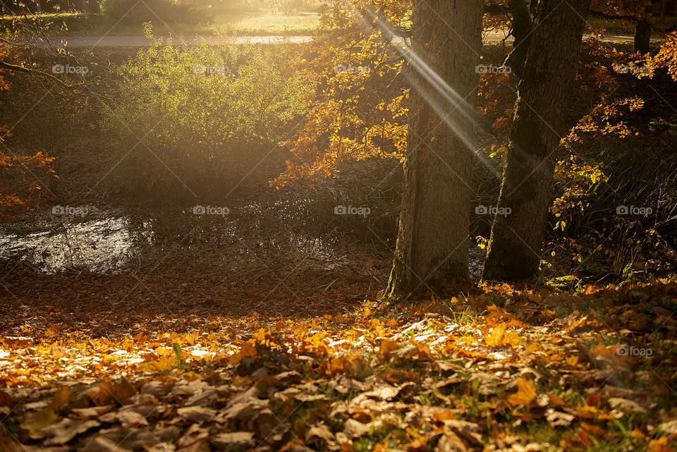 Autumn evening golden light