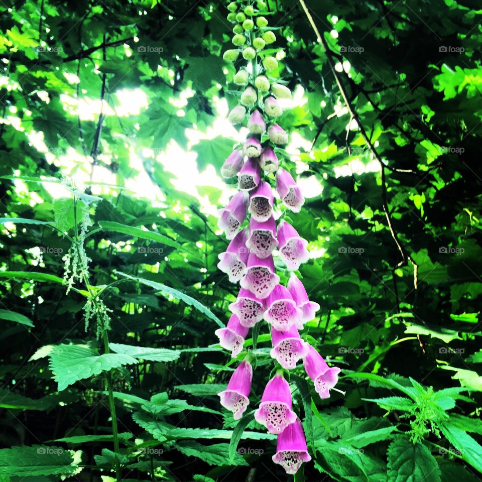 Flowers. Summer in Germany