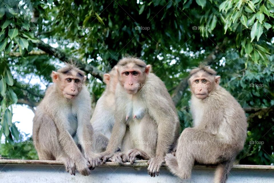Monkeys sitting together, all the monkeys focusing or watching camera, perfect group photo of monkeys 