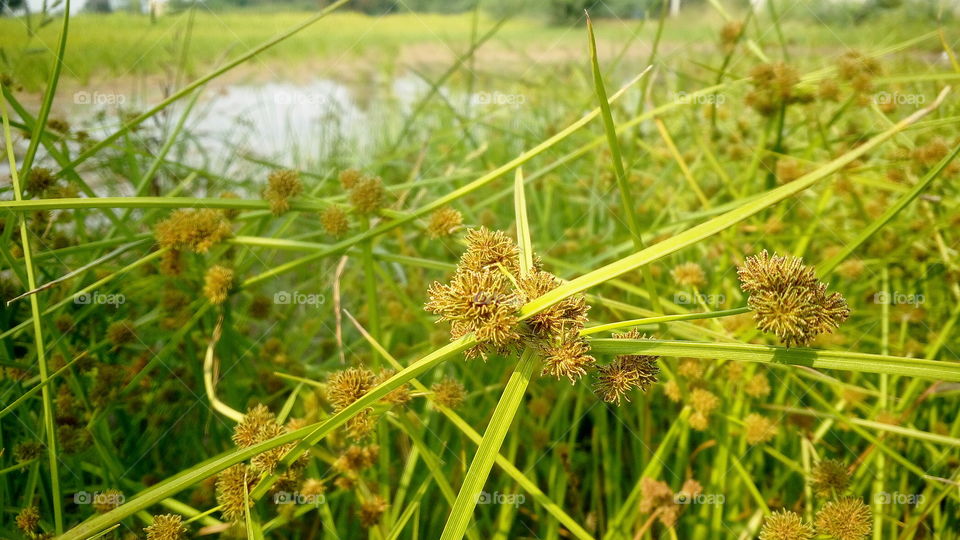 l like that grass flowers blooming in lake road side