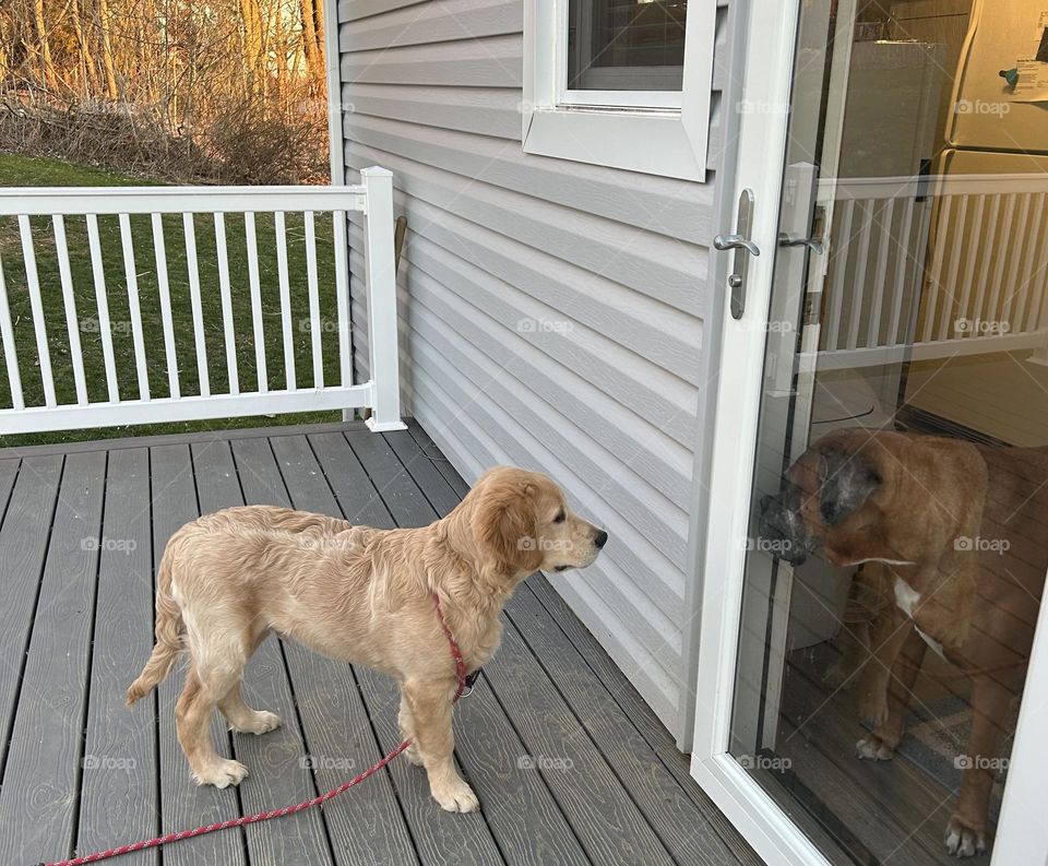 Young golden retriever looking through the window at a boxer