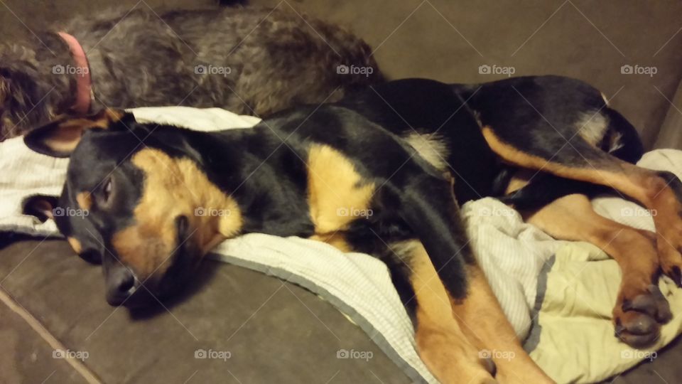 sleeping German shepherd puppy