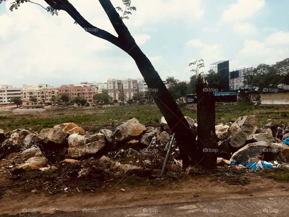 Dried tree at the dried lake 