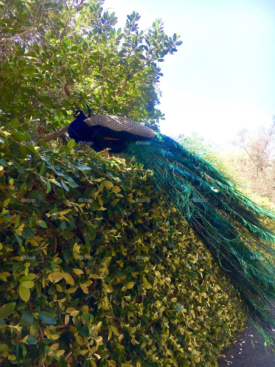 Beautiful Los Angeles Botanical Gardens and Arboretum. I’ve posted several pictures of the beautiful peacocks that are roaming the grounds everywhere! Even their butts are beautiful!🦚😄