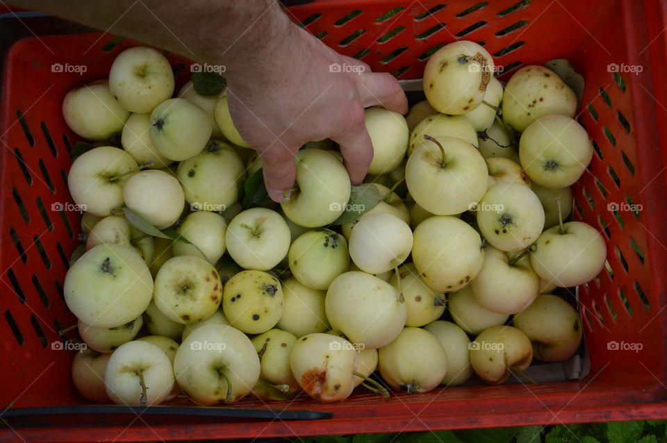 apples in bag