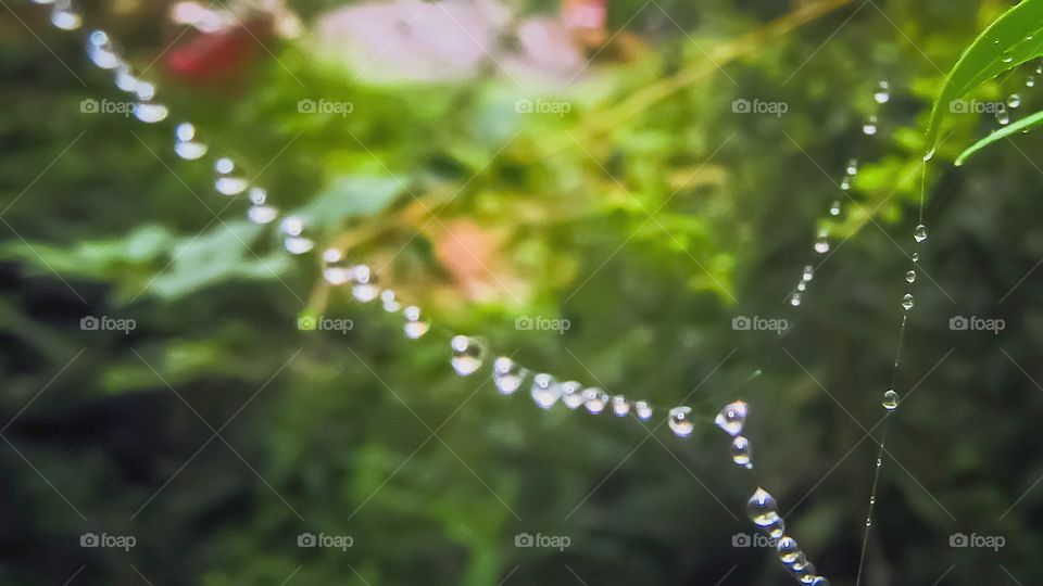 dew drops on spider web