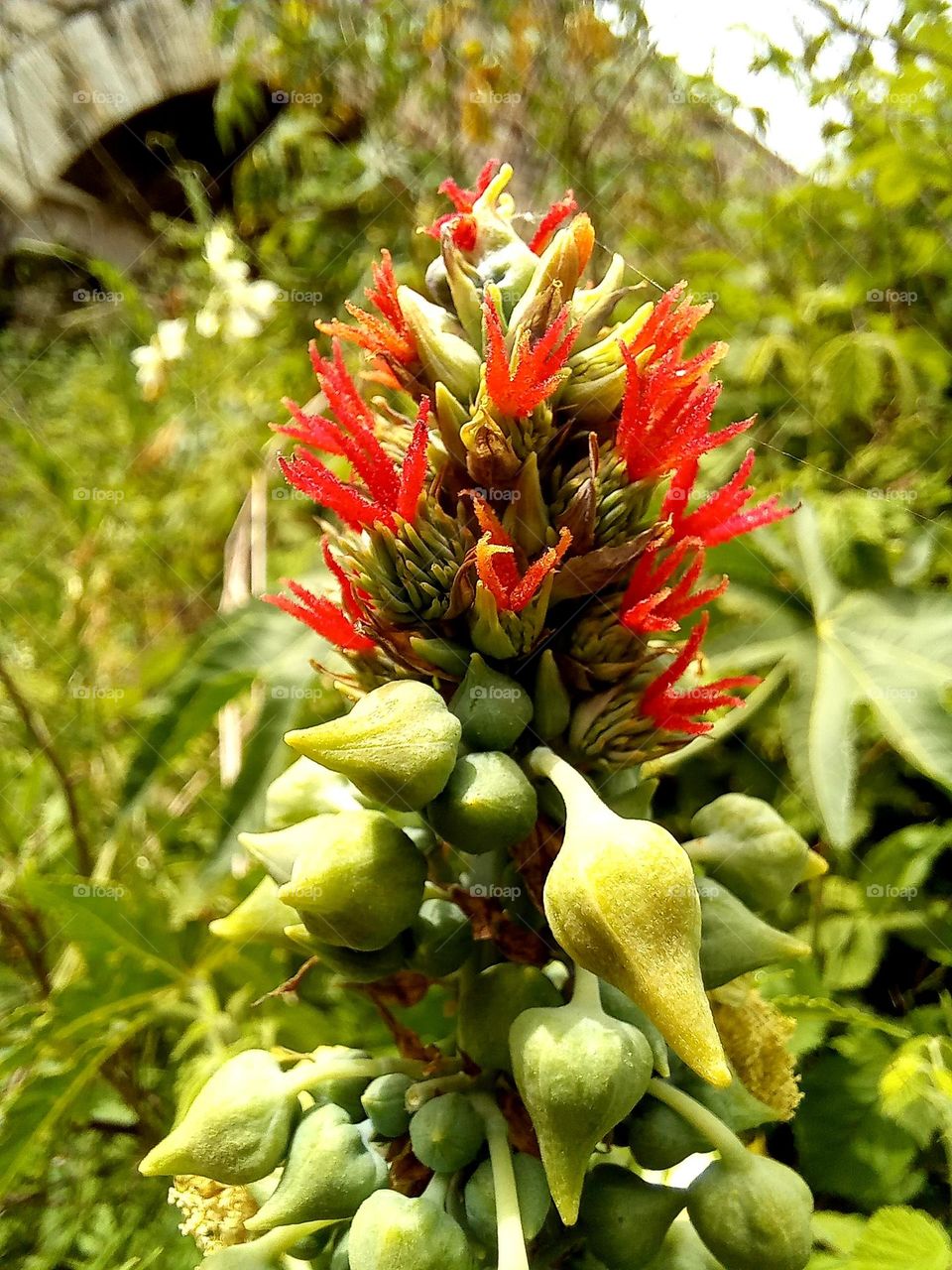 Red flower, spring time