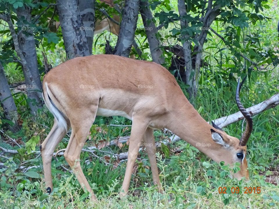 African antelope. Out on safari
