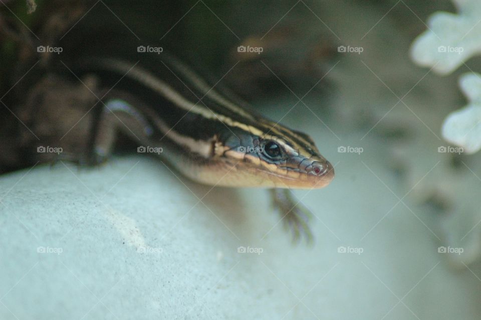 skink