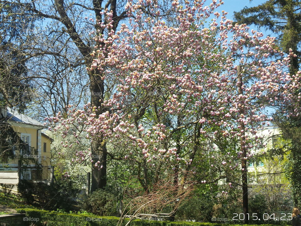 spring. magnolia tree