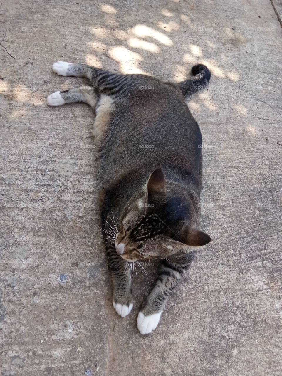 Thai cat 15 kg : same tiger