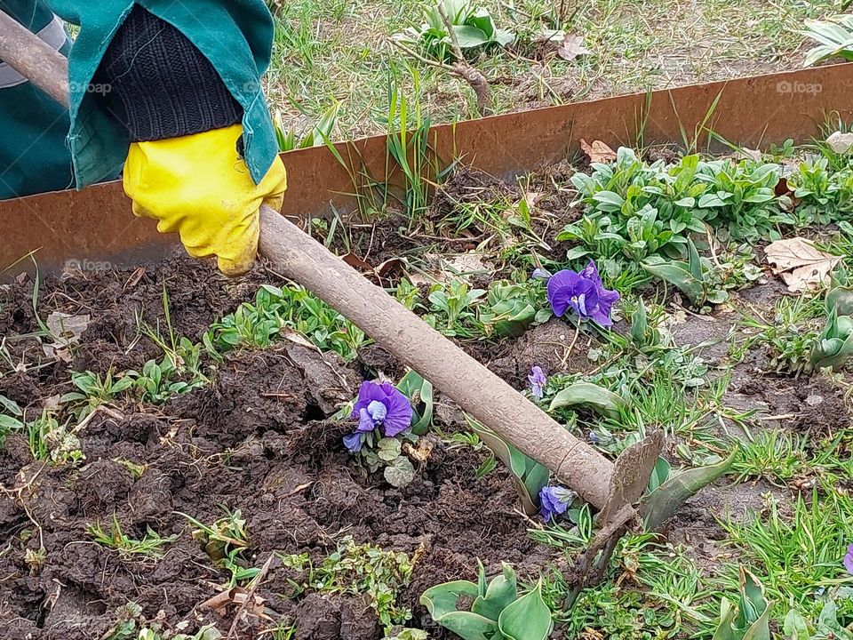 Hoeing the garden