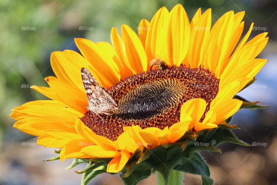 sunflower portrait