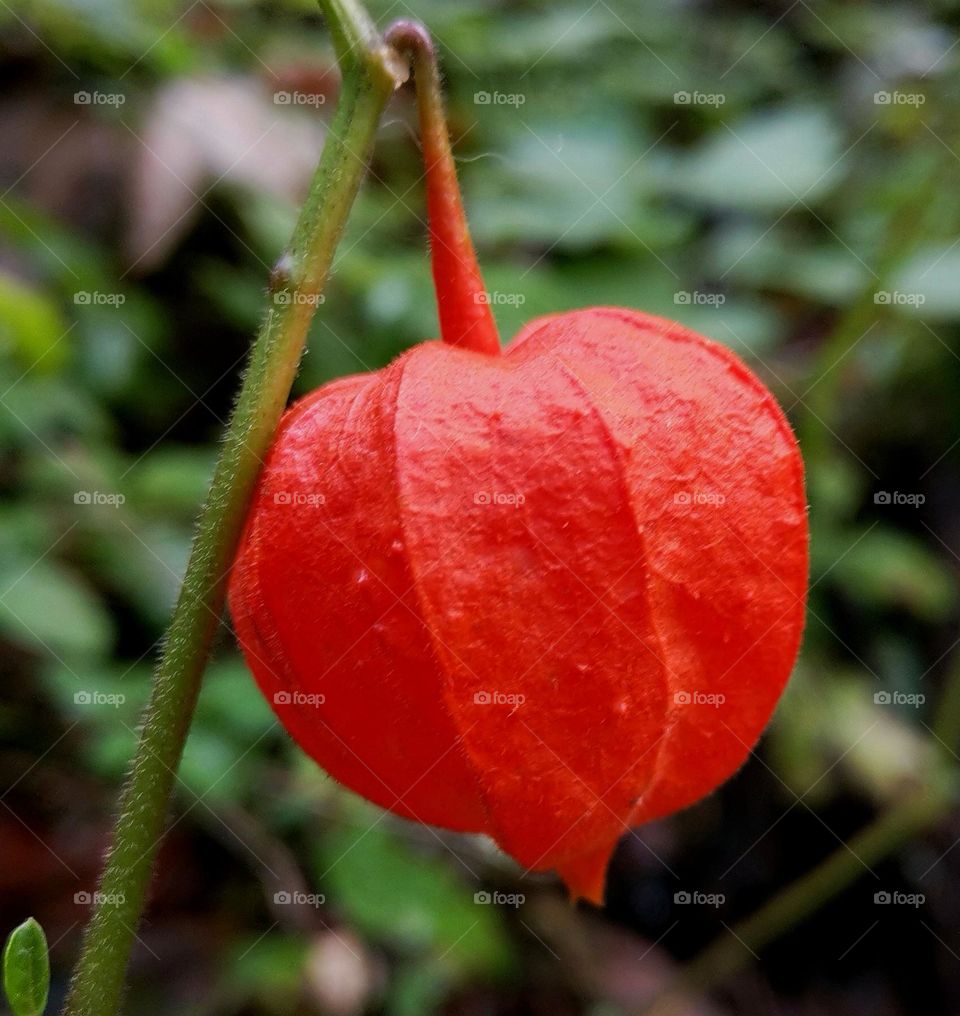 autumn colloured decorations