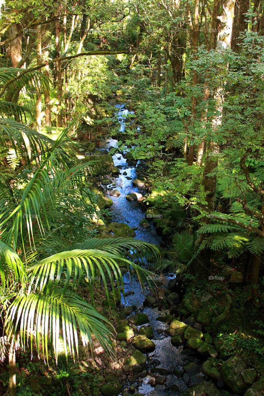 Jungle river