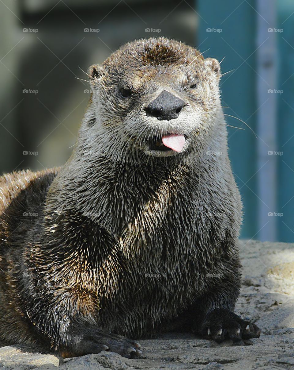 Otter
