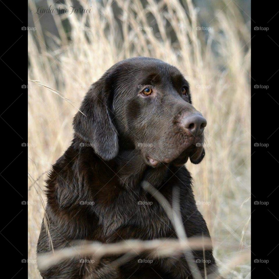 chocolate Lab