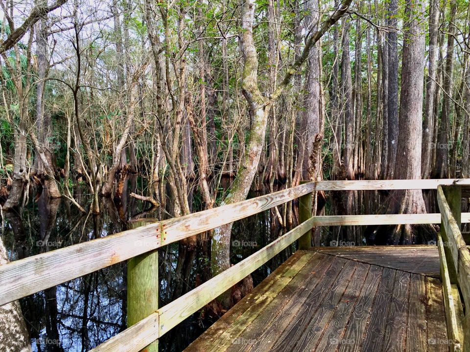 Boardwalk around the Bald Cypress Trees.