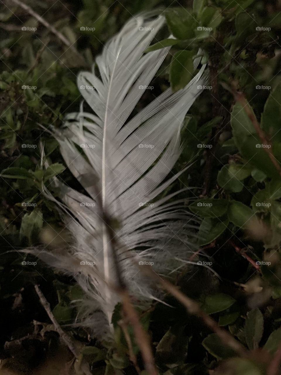 WHITE FEATHER AT NIGHT