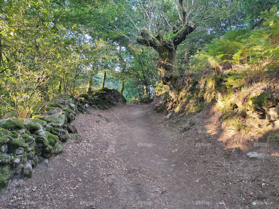Camino de Santiago en Galicia