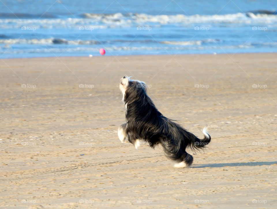 Jumping dog