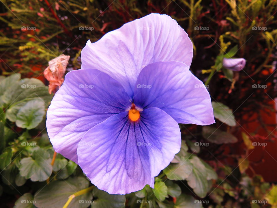 pansy