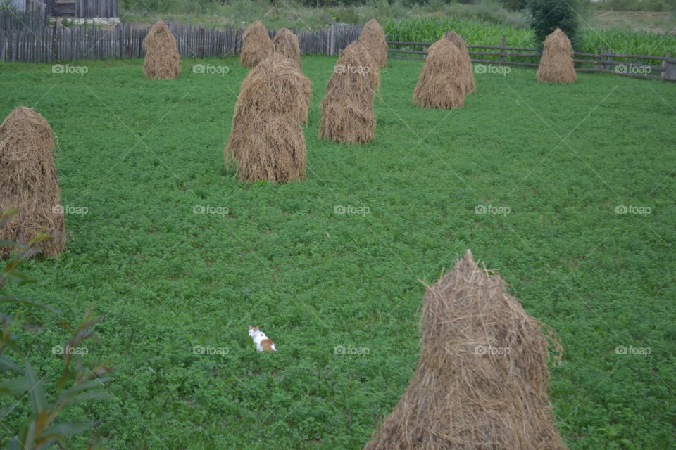 Beautiful Scenery Cat