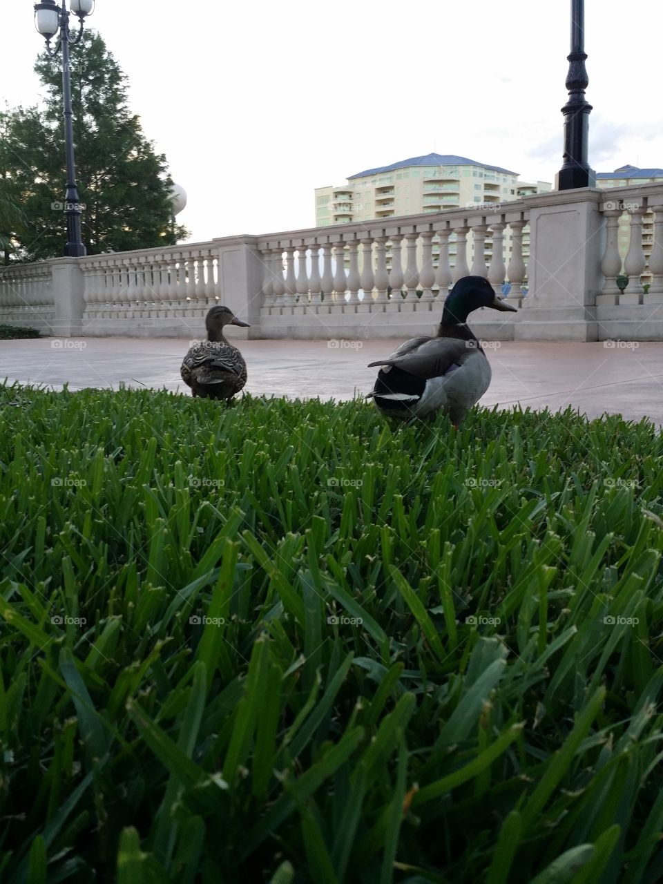 A Couple of Ducks. Took this at Cranes Roost in Altamonte Springs Florida. 