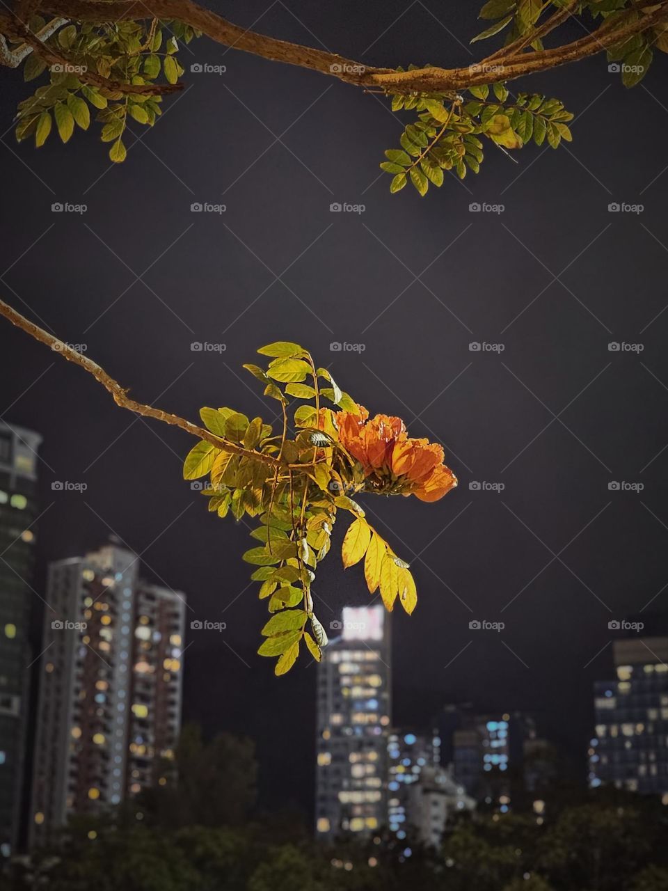 Pink flowers sprang on trees at Hong Kong Victoria Park