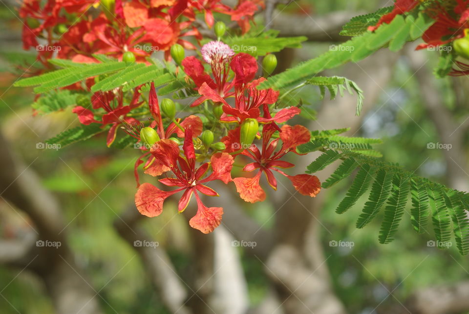 Tropical flowers  🍃  Fleurs tropicales
