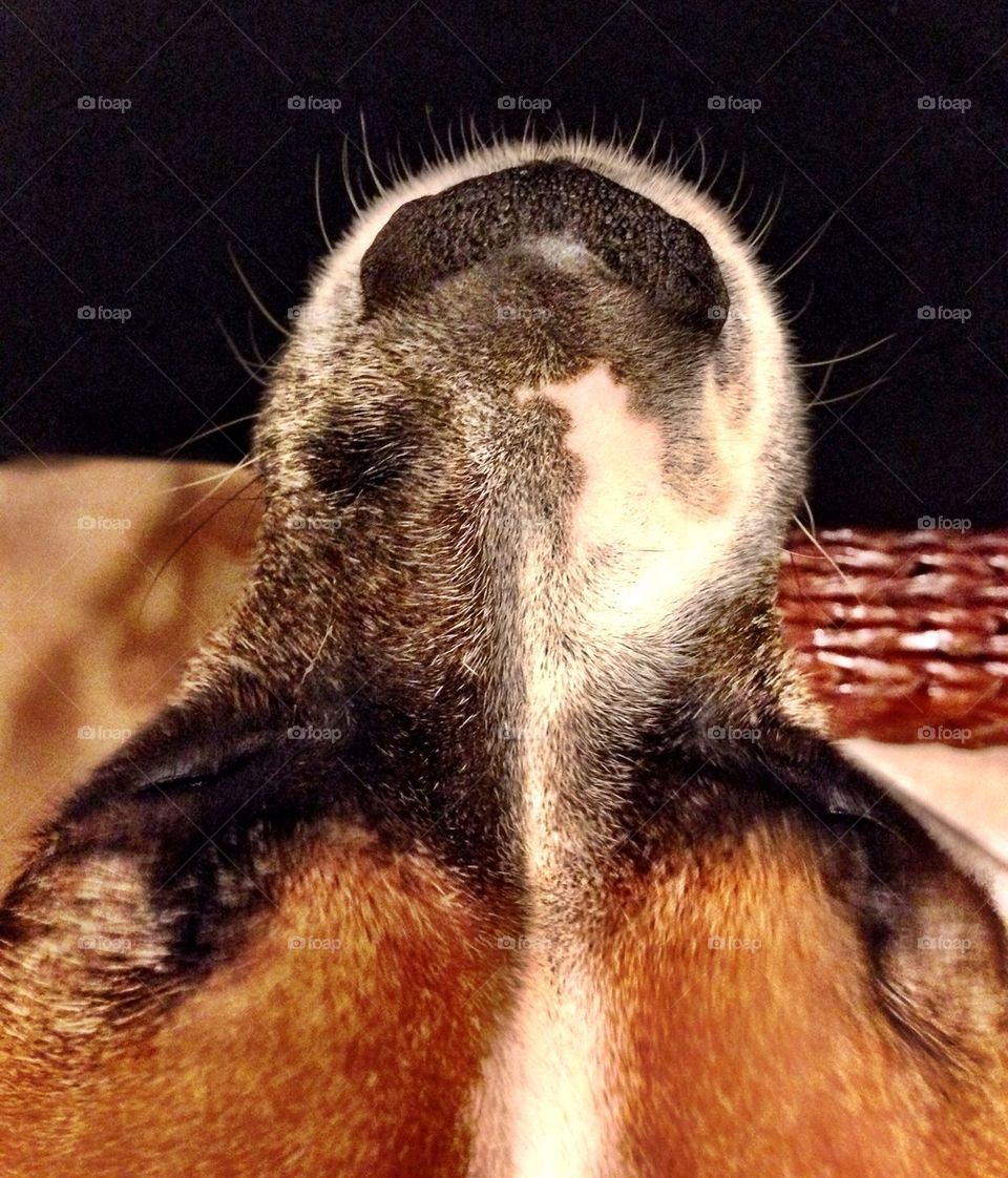 Boxer dog seen from above