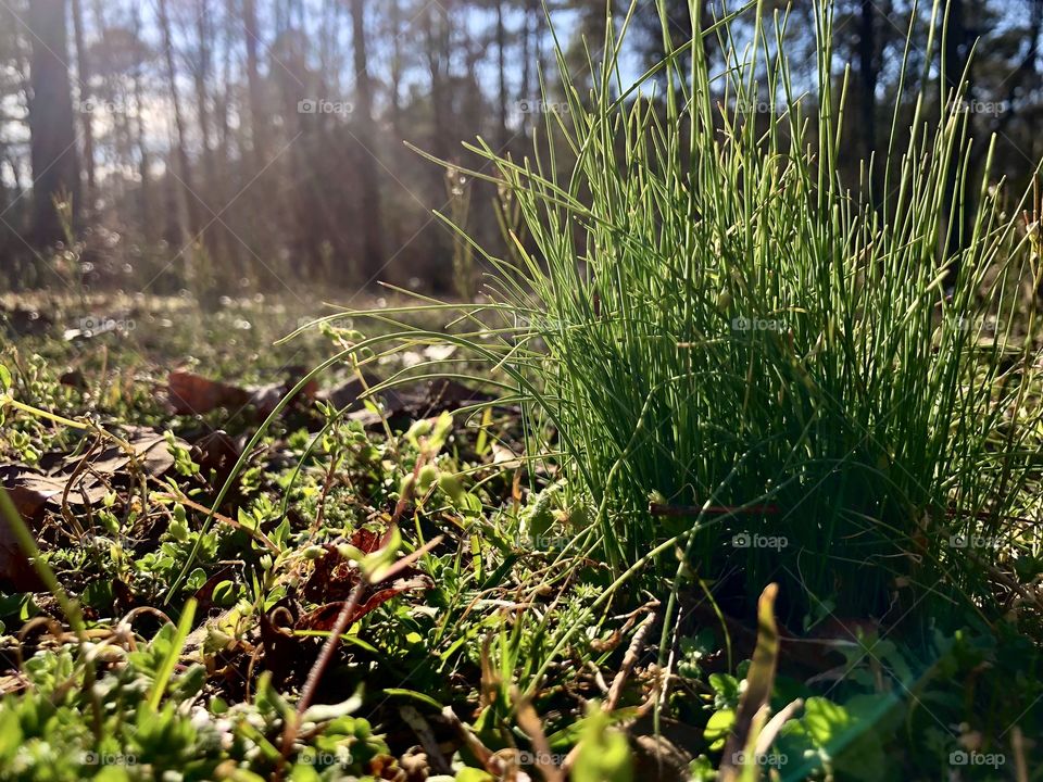 Sunlight in clump of grass 