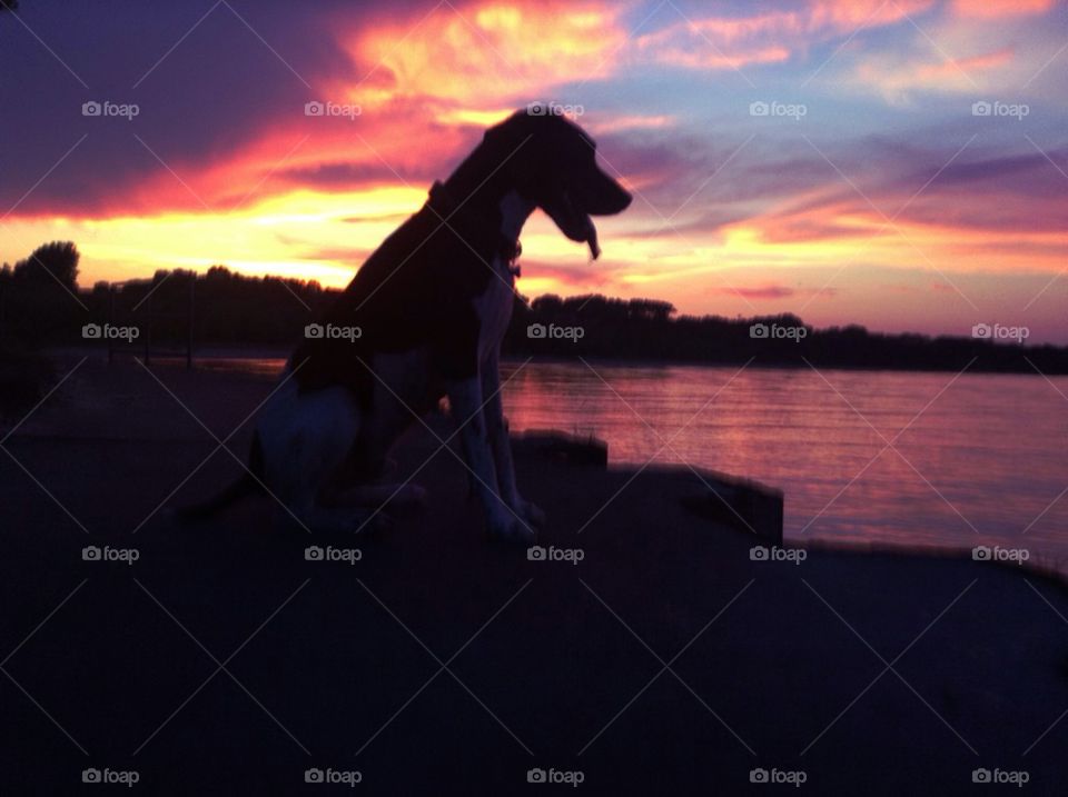 Pointer Sunset