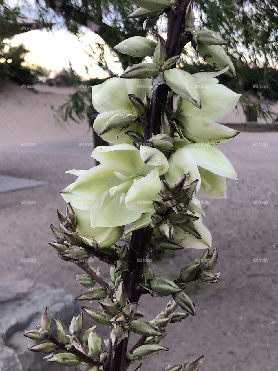 Century Plant in Bloom