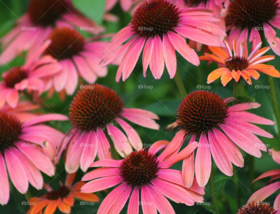 dreamy colors of these flowers