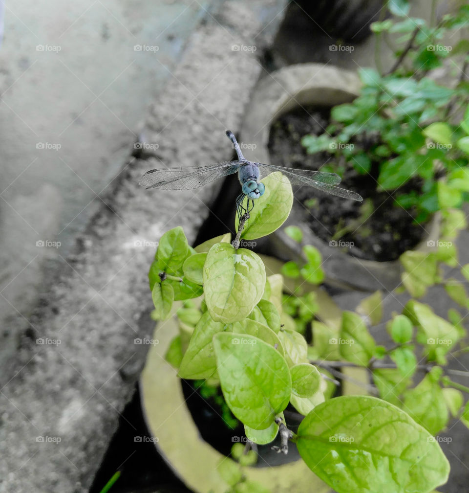 Blue dragonfly sitting in the branch of green leaves plant growing in a yellow flowerpot in the garden, nature photography