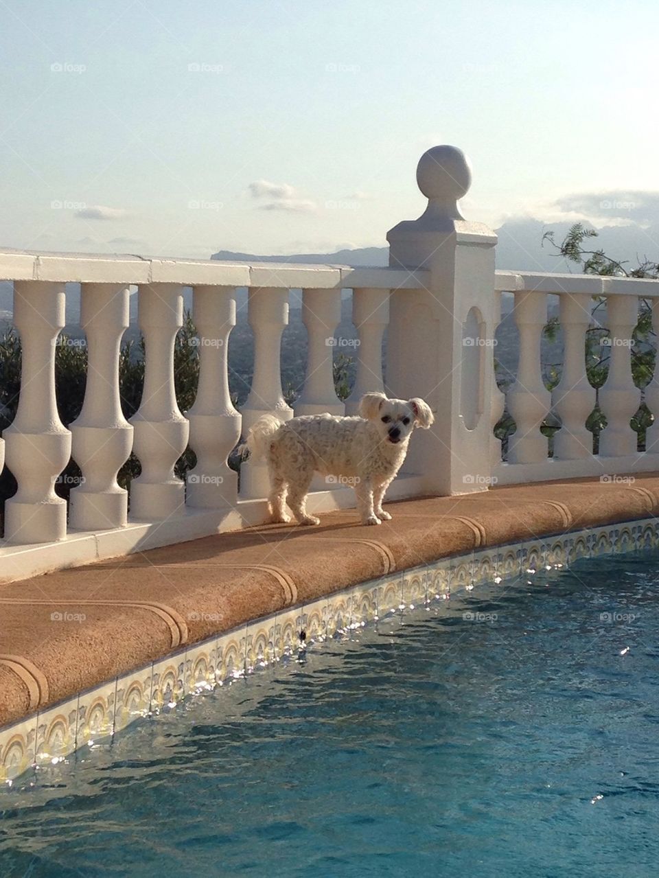 Dog by pool