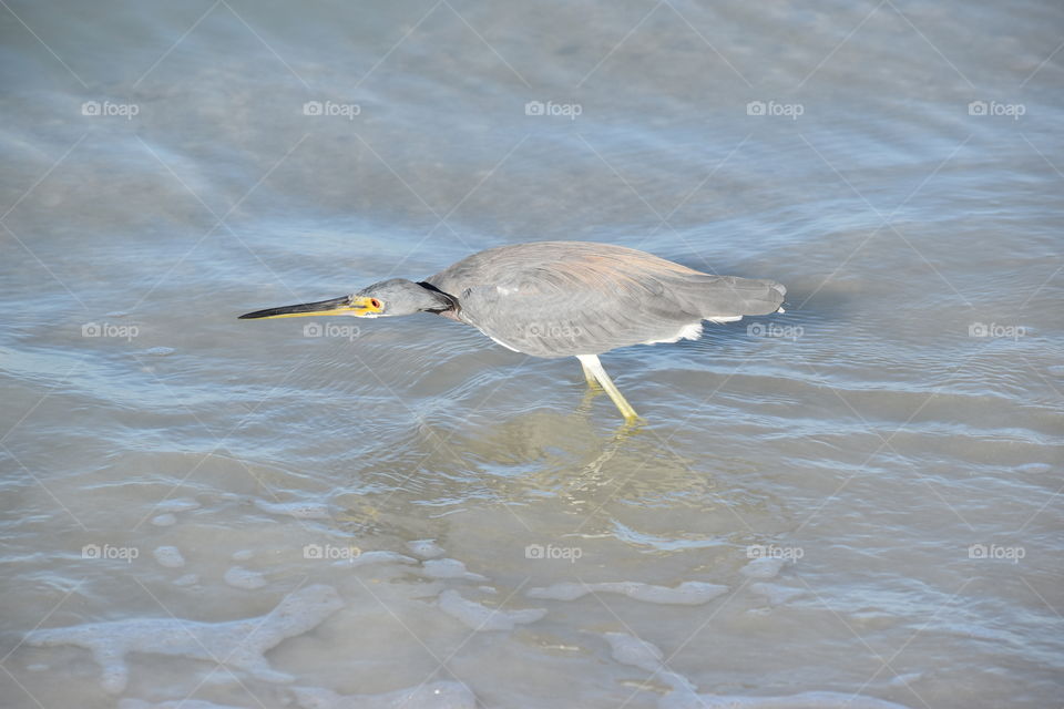 Blue Heron sneaking in for the catch