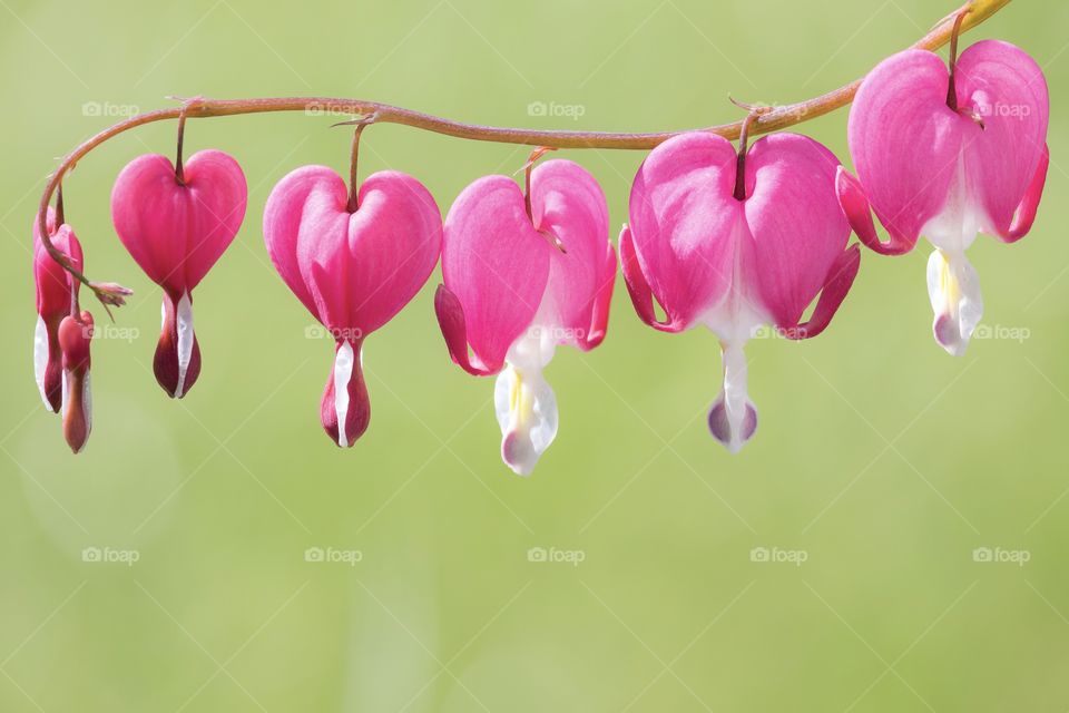 Beautiful pink bleeding heart flower 