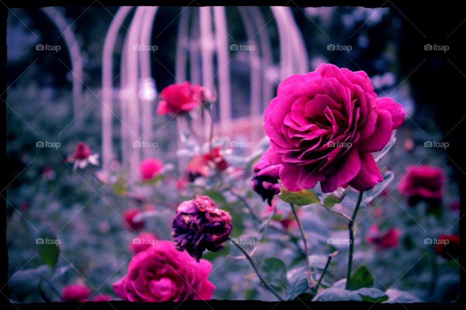 Rosy roses in a garden beautiful place for couples in love a gazebo