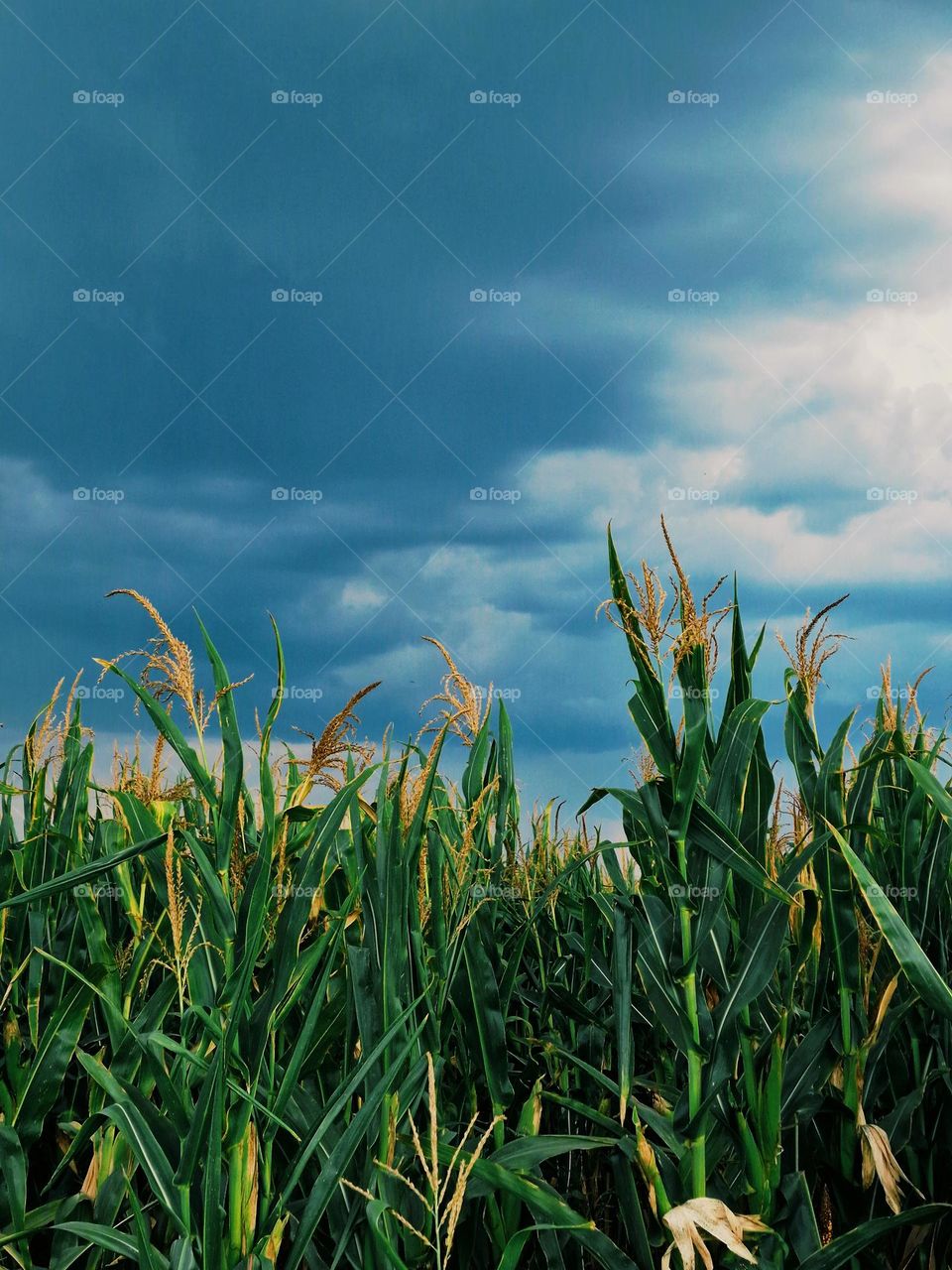 cornfield